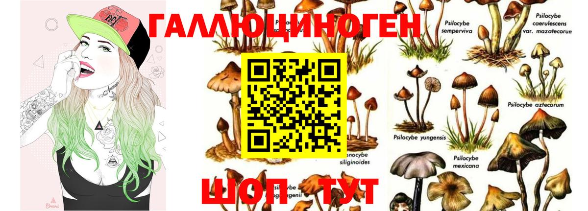 Галлюциногенные грибы Psilocybine cubensis Вятские Поляны